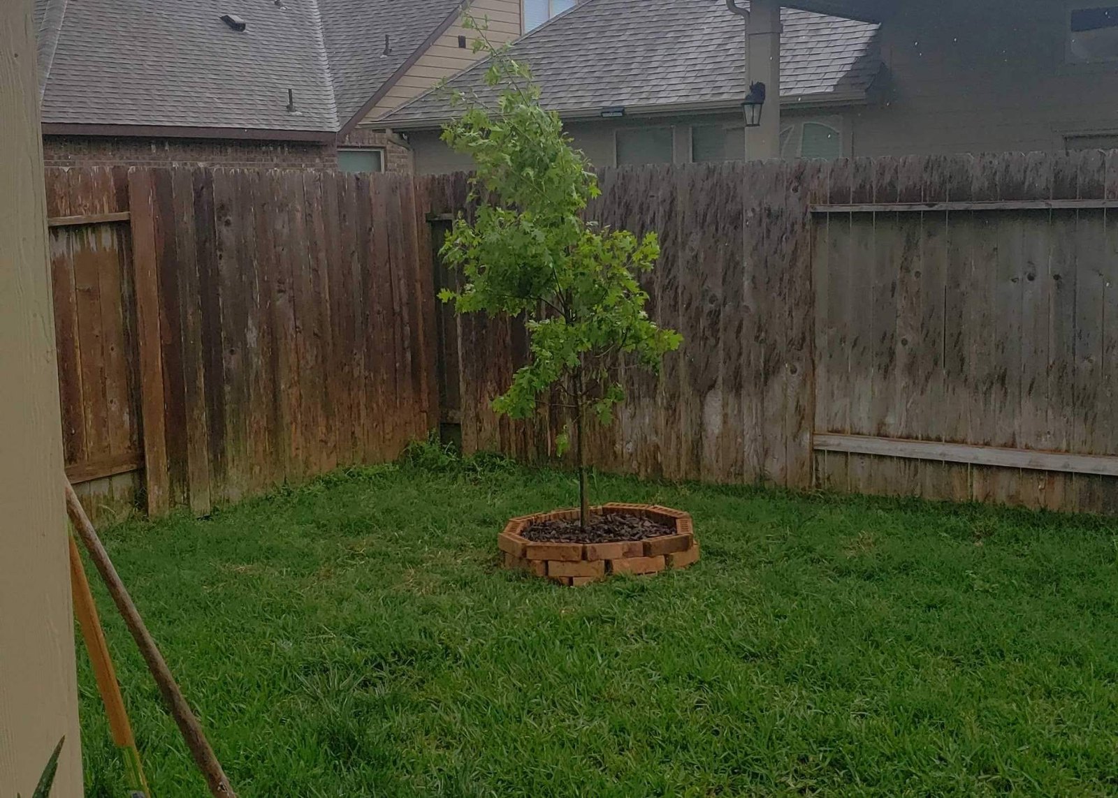 The tree he planted in the backyard of that house, shortly before the eviction